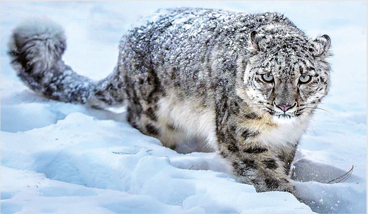 Snow leopards rebound in northern Pakistan but COVID19 challenges