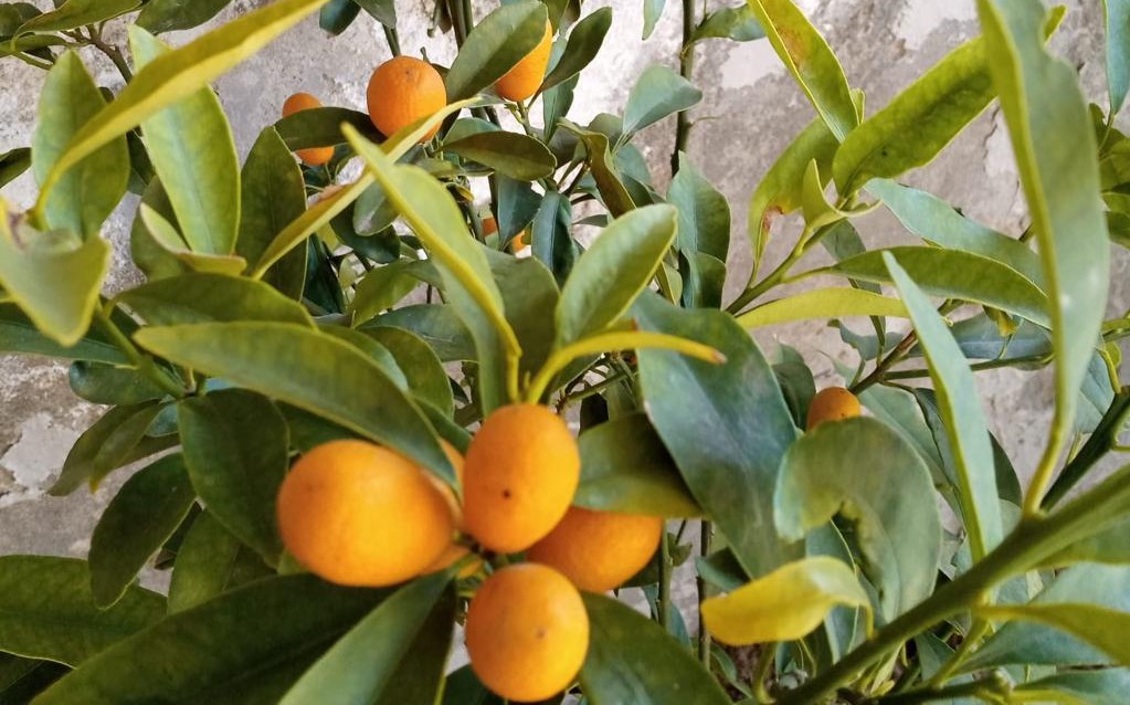 what-is-this-exotic-new-fruit-becoming-popular-in-pakistan